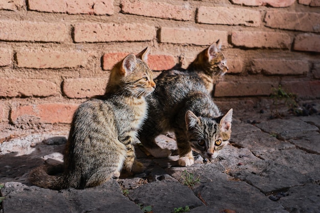 Chatons dans les rues de la vieille ville animaux dans l'environnement urbain Mise au point sélective sur les chats Soins aux animaux Écosystèmes urbains l'idée de coexistence dans l'écosystème urbain