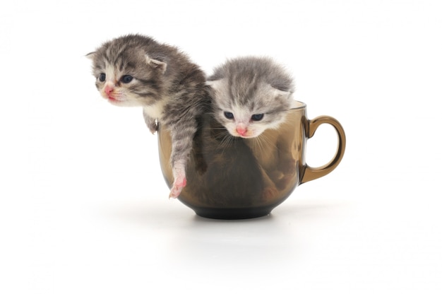 Chatons, dans, tasse, isolé