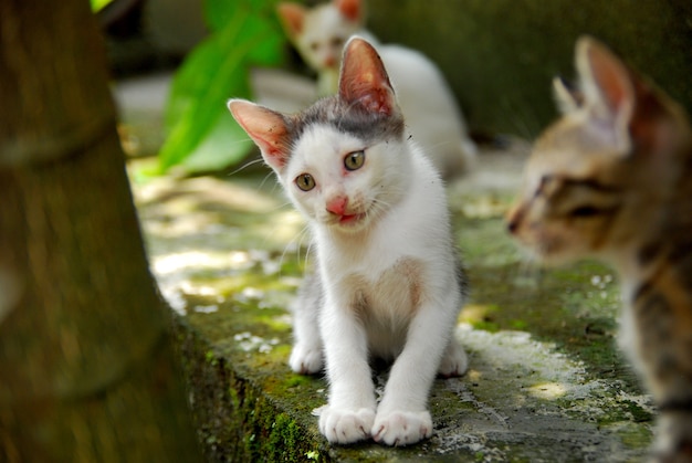 Les chatons domestiques jouent dans la cour