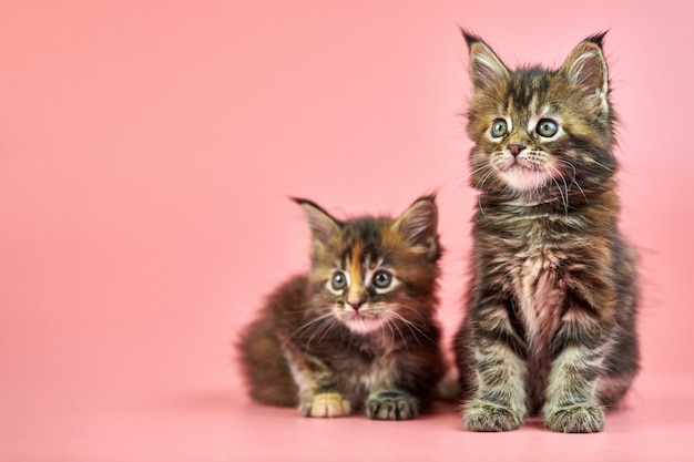 Chatons écaille Maine Coon Sur Fond Rose