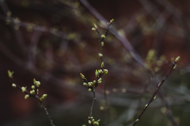 Chatons de fond de printemps sur les branches d'arbres mise au point sélective