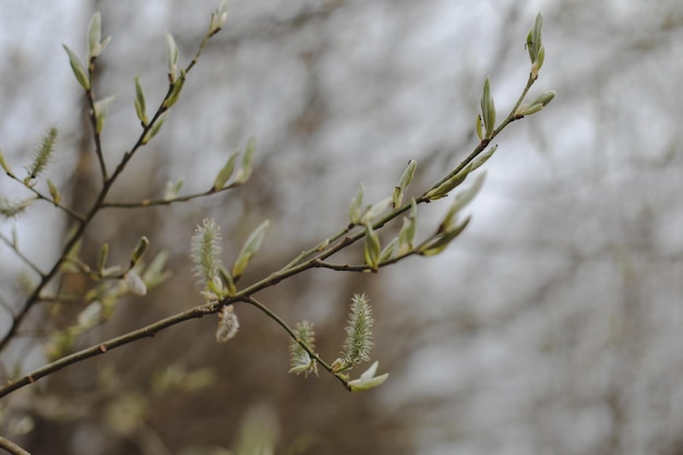 Chatons de fond de printemps sur les branches d'arbres mise au point sélective