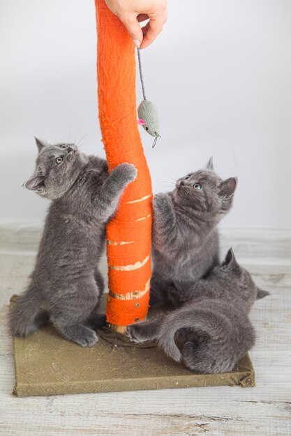 Les chatons gris scottish fold avec l'affûteur de griffes atteignent une souris jouet La main de femme tenant un appât pour chatons