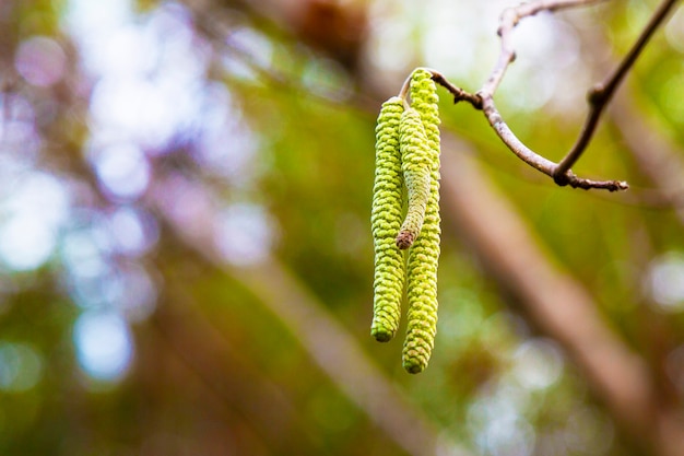 Chatons en gros plan de noisetier commun, Corylus avellana, le concept de commencer une nouvelle vie, au début du printemps