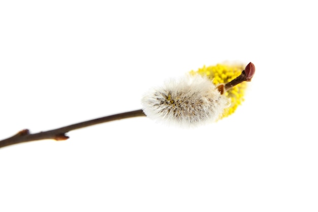 Chatons jaunes et gris Branche de saule fleurie isolée sur fond blanc