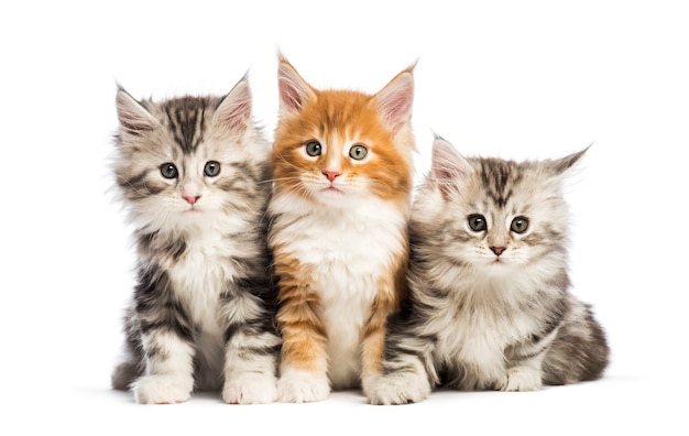 Chatons Maine coon, 8 semaines, couchés ensemble, in front of white background