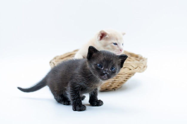 Chatons noirs et bruns dans un panier en osier isolé