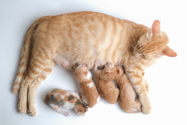 Les chatons nouveau-nés boivent le lait de leur mère sur fond blanc