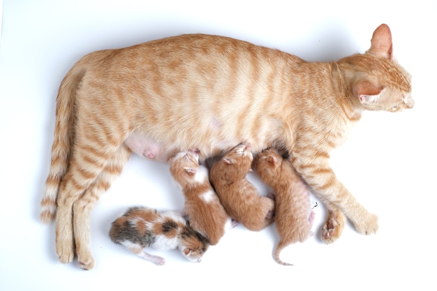 Les chatons nouveau-nés boivent le lait de leur mère sur fond blanc