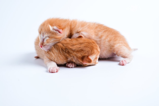 Les chatons nouveau-nés dorment sur le fond blanc