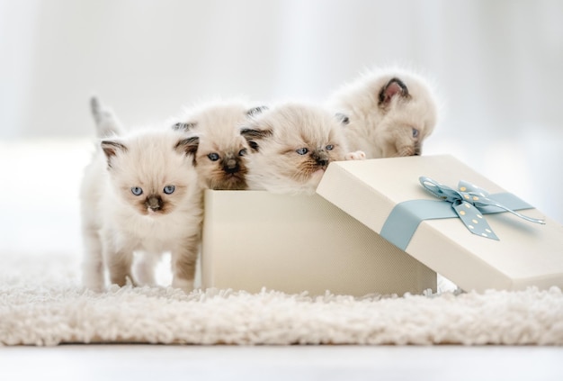 Chatons Ragdoll dans une boîte cadeau dans une salle lumineuse