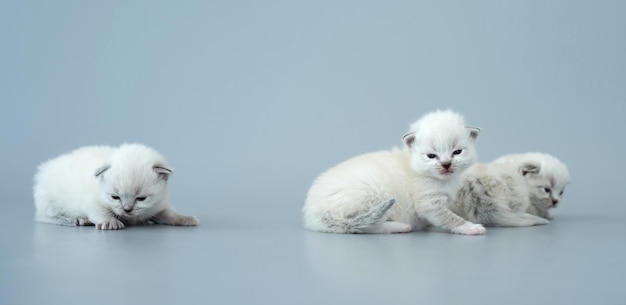 Chatons Ragdoll isolés sur fond bleu clair