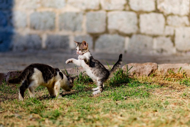 Les chatons sans abri jouent