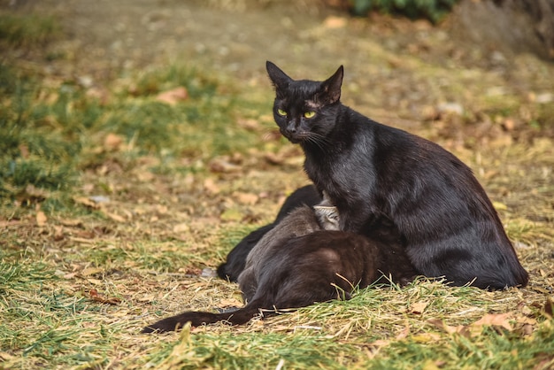 Les chatons sucent le lait de la mère du chat