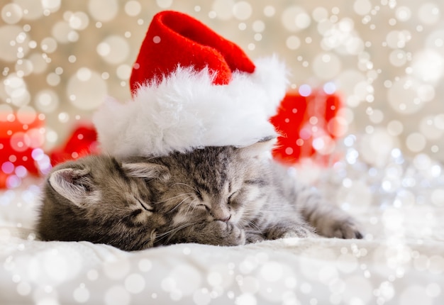 Chatons tabby mignons dormant ensemble dans un chapeau de Noël avec des lumières de neige floues. Chapeau de père Noël sur joli bébé chat. Chats de Noël. Accueil animaux en costume au Nouvel An Noël.