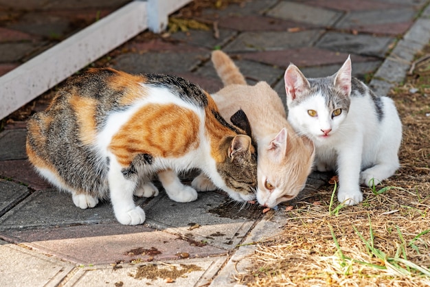 Des chats adorables mangent de délicieuses collations dans une rue pavée de la ville