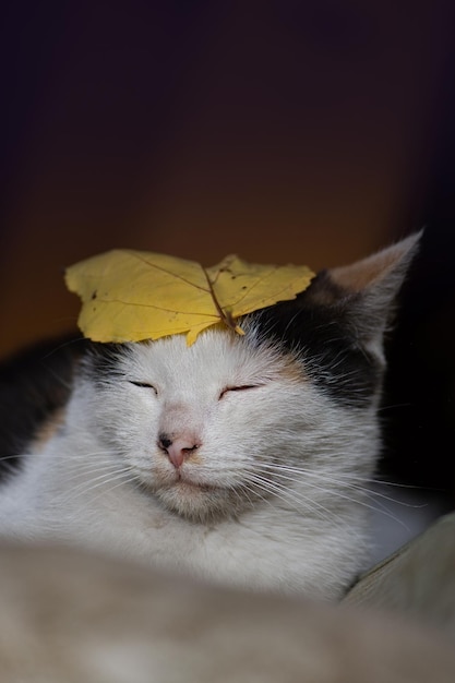 Chats amicaux dans la rue Les chats sans abri ont besoin d'un nouveau foyer Chat sans abri solitaire