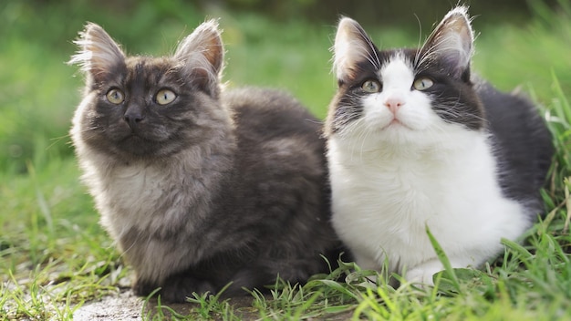 Chats Assis Dans L'herbe Verte