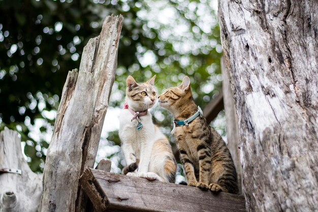 Photo des chats assis sur le tronc d'un arbre