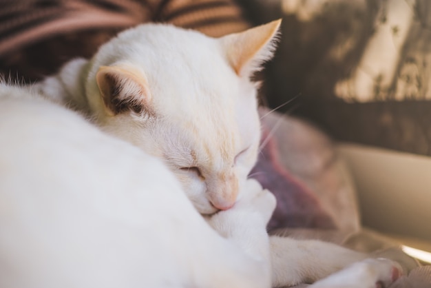 Des Chats Blancs Sur Le Canapé Près De La Fenêtre Avec La Lumière Du Matin, Un Chat Regarde Par La Fenêtre