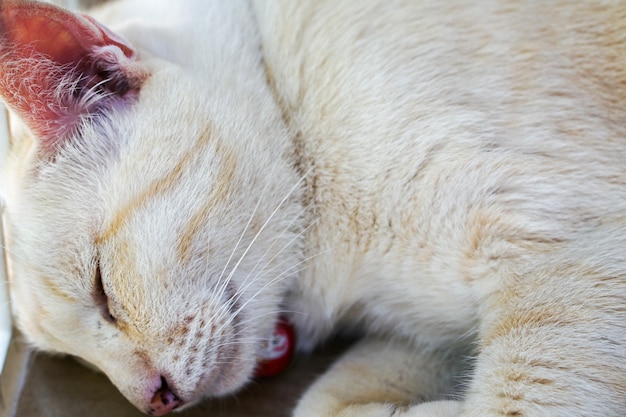 Les chats blancs moelleux dorment.