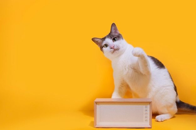 Les chats blancs à poils courts lèvent les yeux et jouent avec des haut-parleurs vintage fond de studio jaune