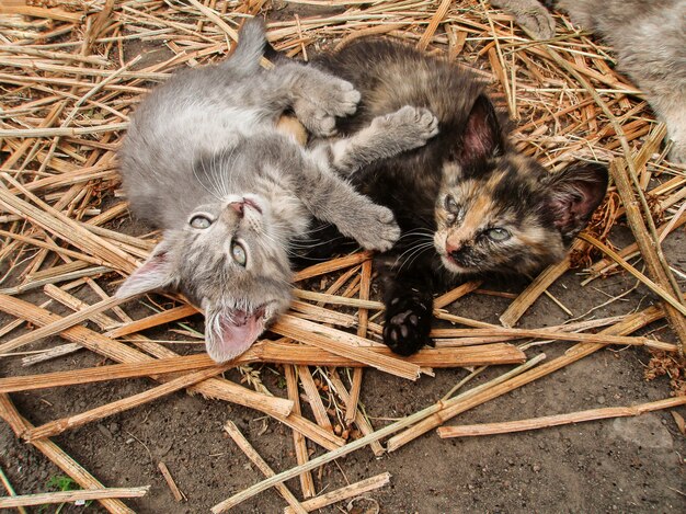 Les Chats Et La Campagne.