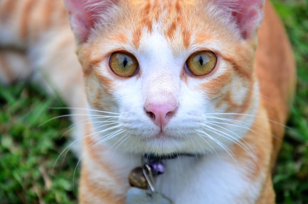 Chats domestiques thaïlandais dans le jardin à Phrae Thaïlande