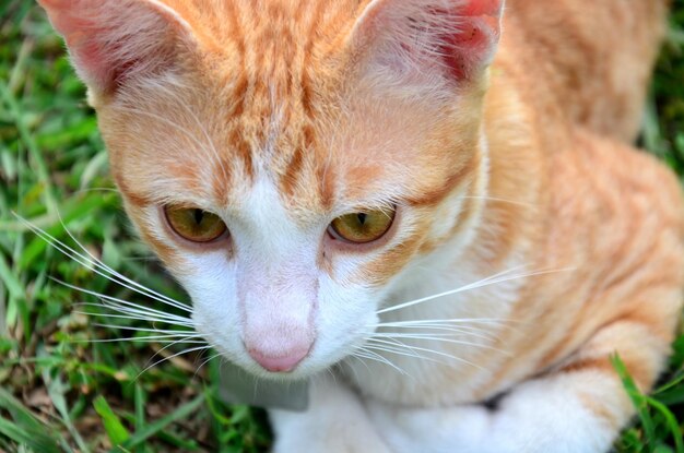 Chats domestiques thaïlandais dans le jardin à Phrae Thaïlande