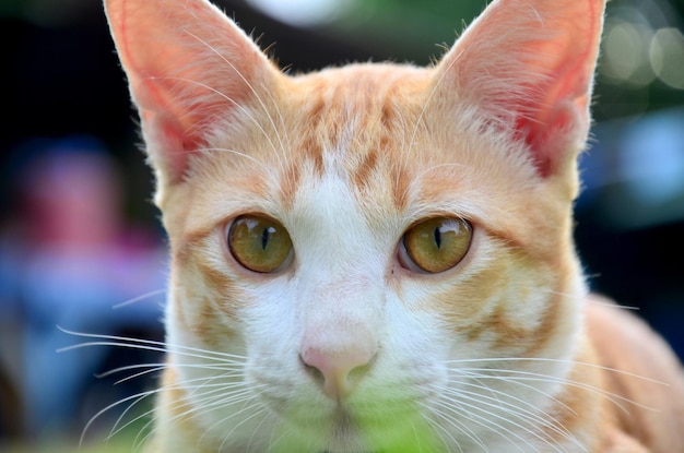 Chats domestiques thaïlandais dans le jardin à Phrae Thaïlande