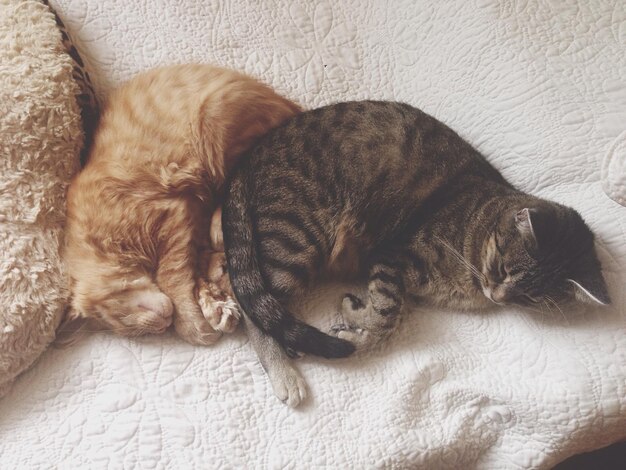 Les chats dorment sur le lit à la maison.