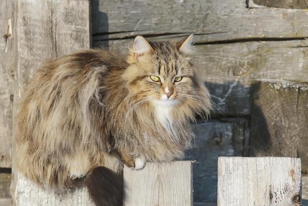 Les chats drôles s'asseyent sur la barrière