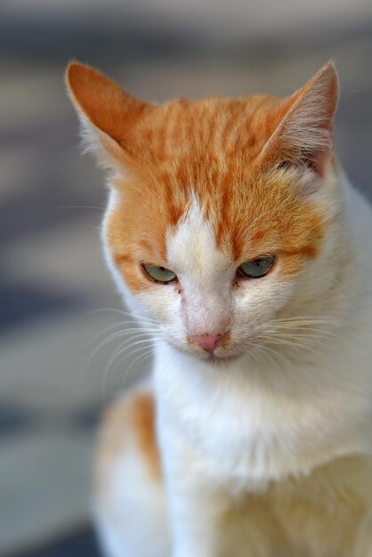 Photo des chats errants dans la rue de la ville de crimée