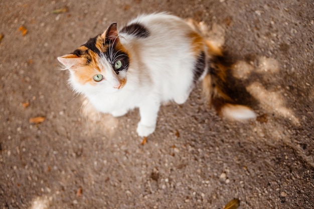 Les chats errants sont dans la rue animal protectionwhite chaton rouge jouer aux beaux jours sur summera beautifu