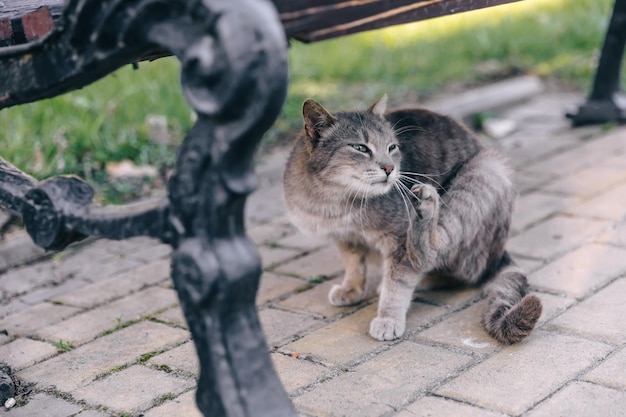 Chats errants sous le banc du parc