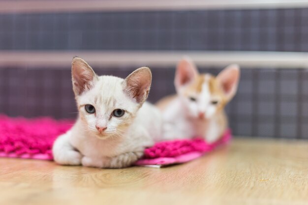 Les chats gisent sur le tapis