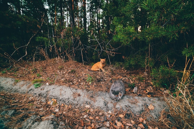 Chats gris et orange allongés sur le sol