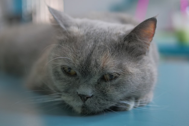 Chats mignons dans un café chat en Thaïlande