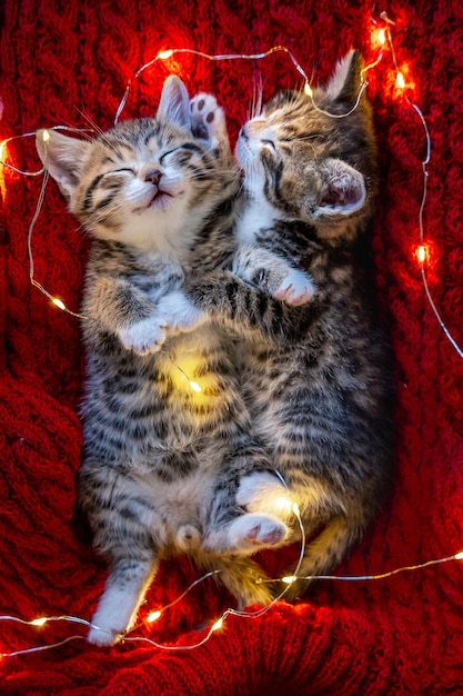 Chats de Noël. Deux mignons petits chatons rayés dormant sur fond rouge. Kitty avec Noël