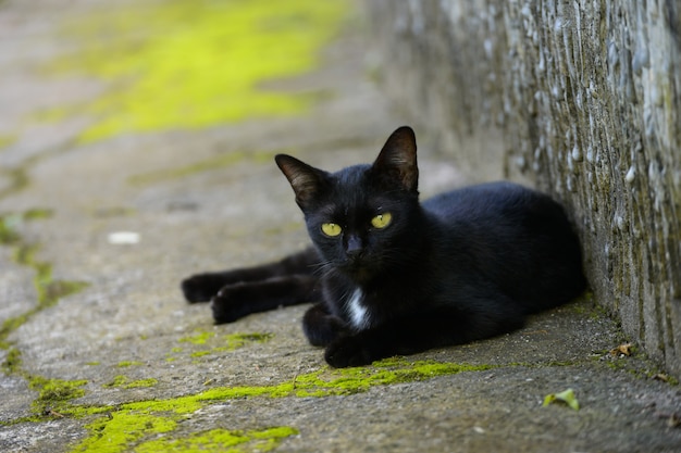 chats noirs en lambeaux