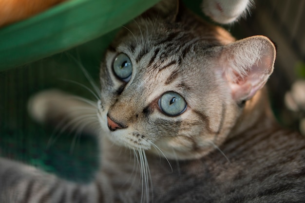 Les chats ont l'air très mignons de cette façon.