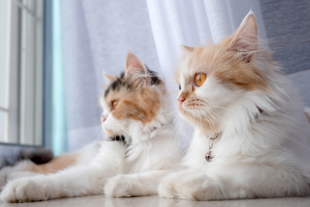 Chats persans couchés dans la chambre