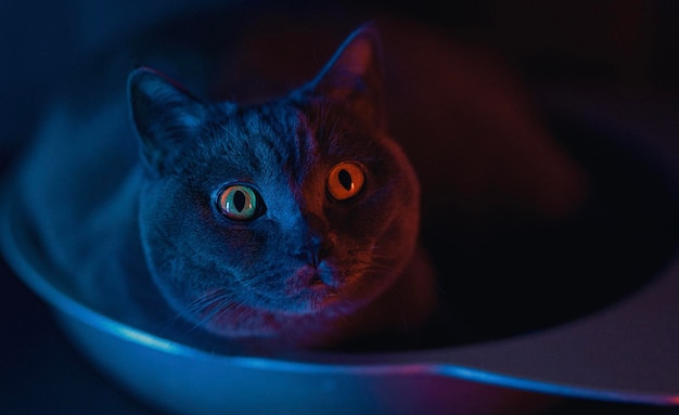 Chats de petite à moyenne taille