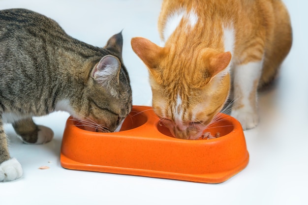 Les chats prennent leur petit-déjeuner à deux