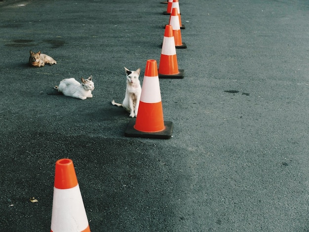 Des chats près des cônes de circulation dans la rue
