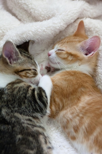 Des chats qui dorment sur le lit.