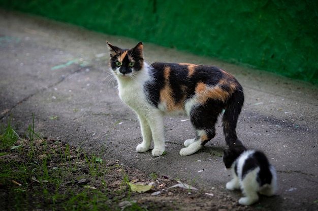 Chats qui marchent tout seuls