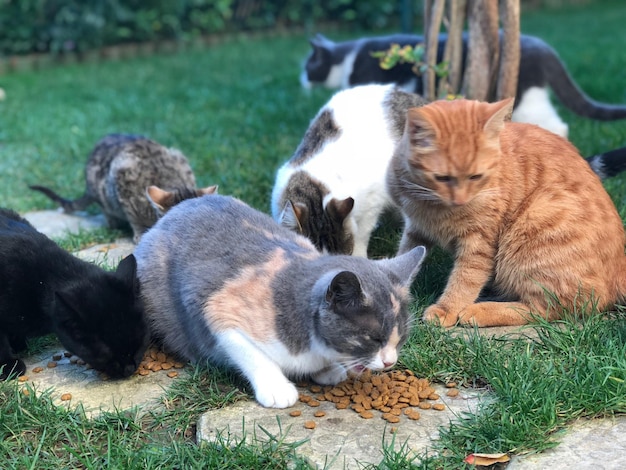 Photo des chats qui se détendent dans l'herbe.