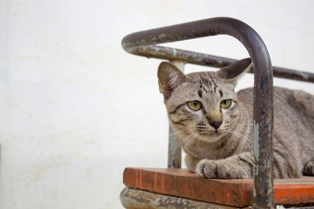 Les chats rayés bruns jouent dans divers gestes