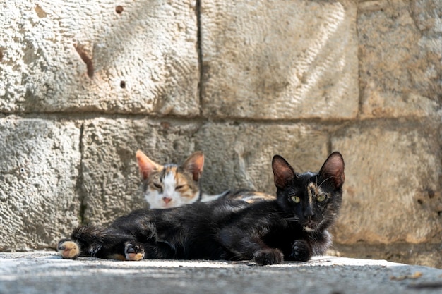 Photo chats de rue à istanbul chats au repos et détendus dans les rues d'istanbul